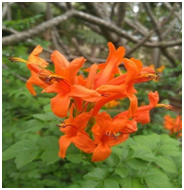 This image has an empty alt attribute; its file name is image-29.png