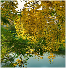 This image has an empty alt attribute; its file name is image-25.png