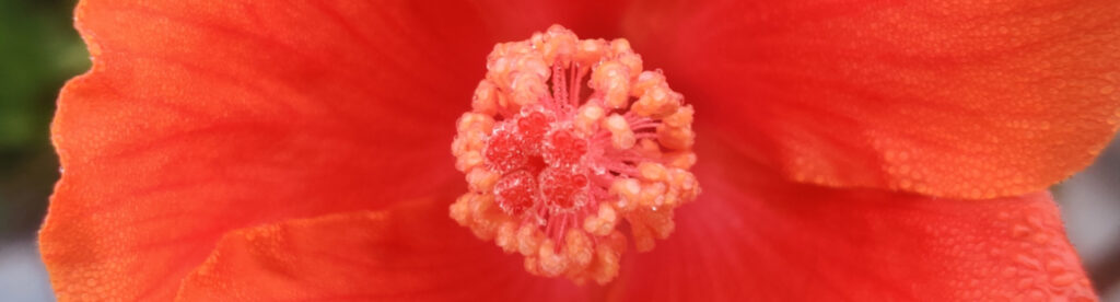 This image has an empty alt attribute; its file name is Polish_20220201_111242898-1024x276.jpg