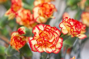 Image result for carnations flowers photo
