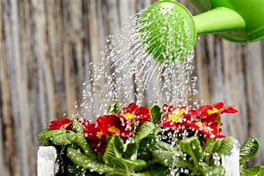 Image result for healthy plants photos