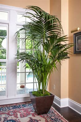 Image result for kentia palm