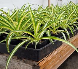 Image result for spider plant