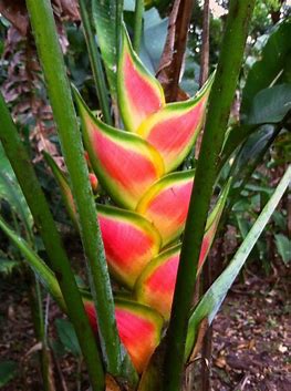 Image result for HELICONIA