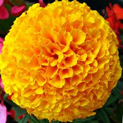 Image result for MERIGOLD