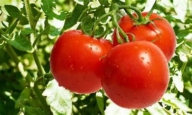 Image result for healthy plants photos
