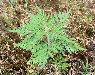 Image result for common ragweed