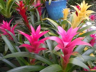 Image result for bromiliads