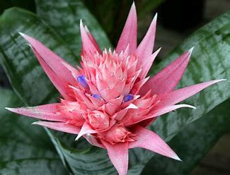 Image result for bromiliads