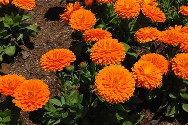 Image result for MARIGOLD PHOTO
